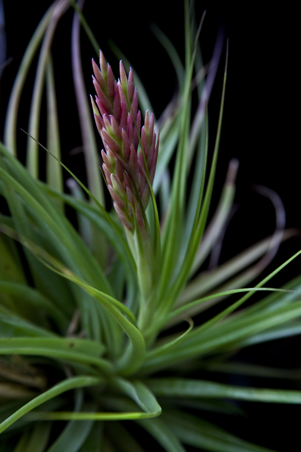 Tillandsia didi's gem