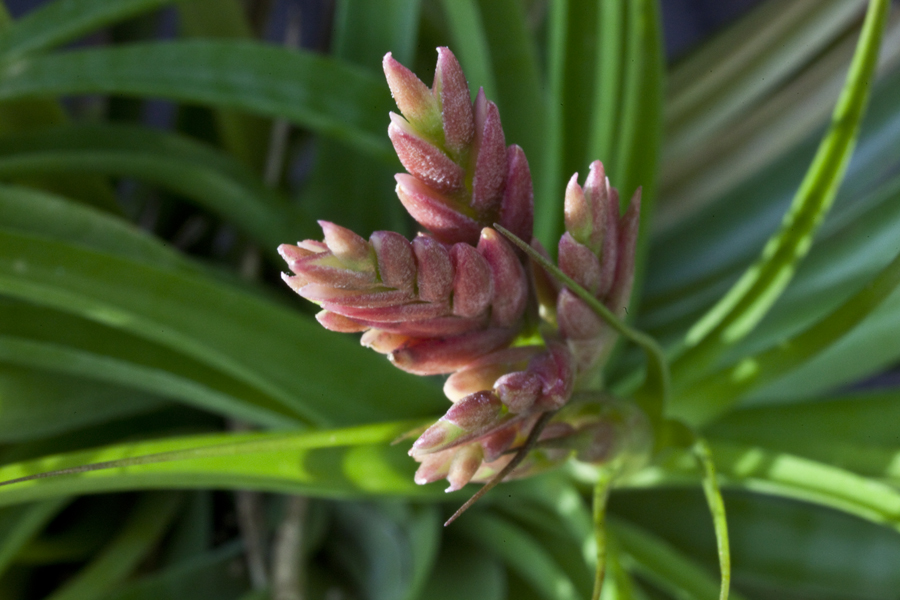 Flower head of Tillandsia Didi's Gem, Lloyd Godman