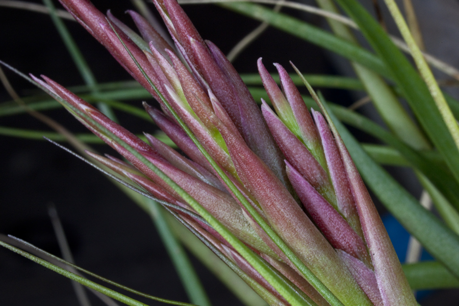 flowers of Tillandsia Didi's Gem, Lloyd Godman