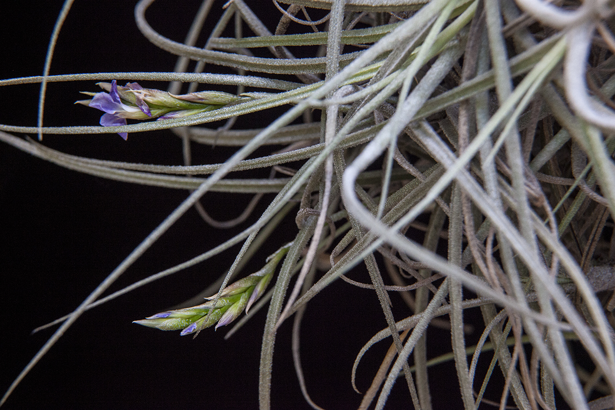 Tillandsia Wonga in flower
