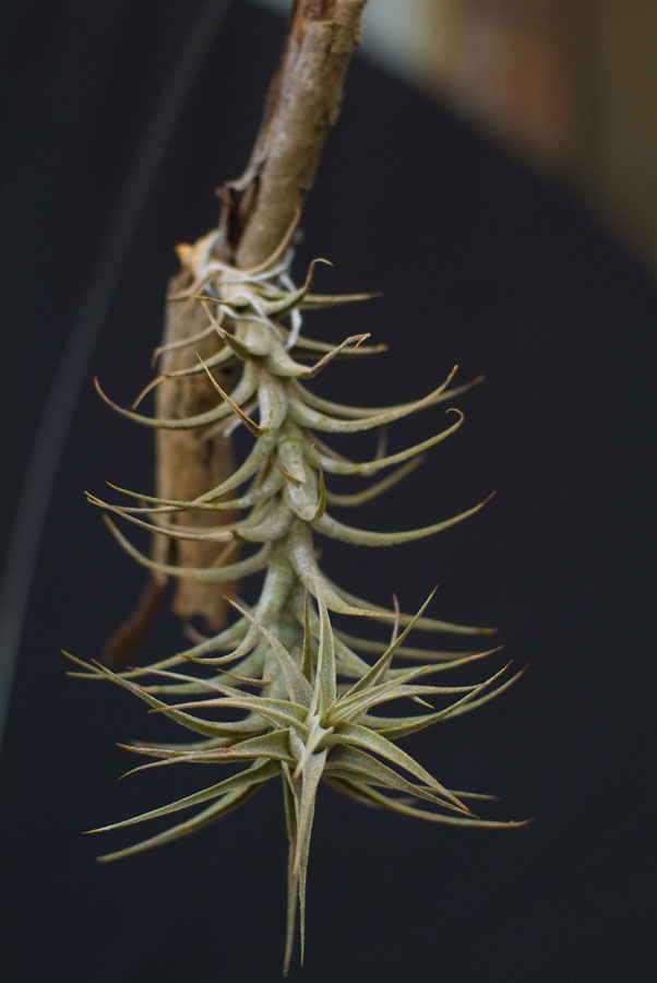 Tillandsia Latifolia V Angustifolia