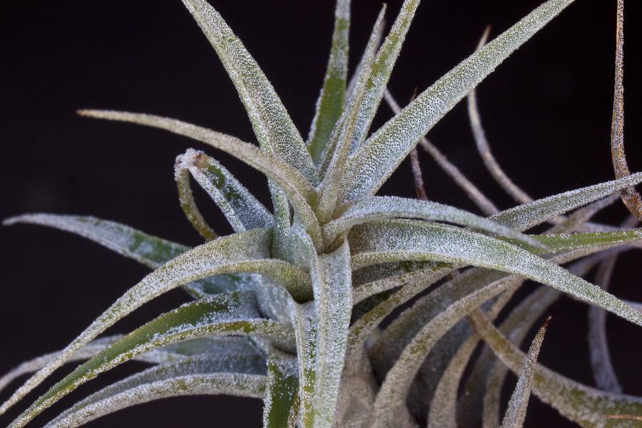 close up Tillandsia Latifolia V Angustifolia, Lloyd Godman