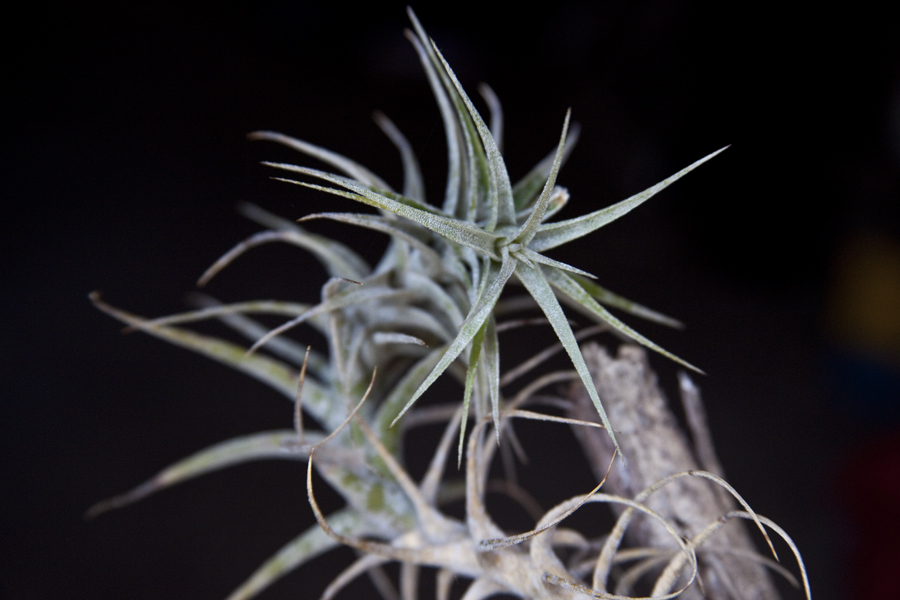 Tillandsia Latifolia V Angustifolia, Lloyd Godman
