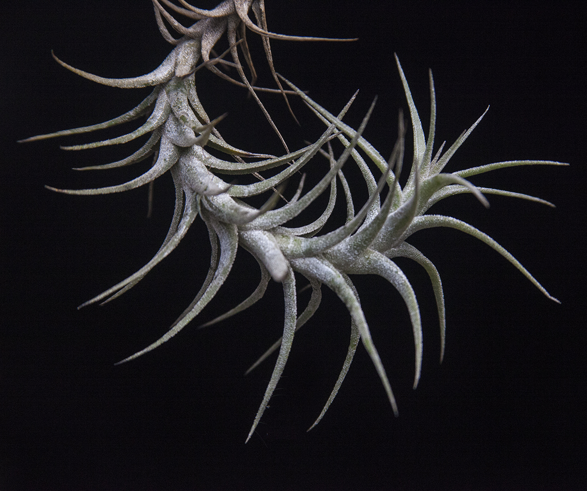 Tillandsimania - is an interactive PDF and a work in progress which is updated annually for more information - Tillandsia – air plant E book
$32 Australian including P&P To purchase a DVD
email lloydgodman at gmail.com
Tillandsia latifolia V angustifolia