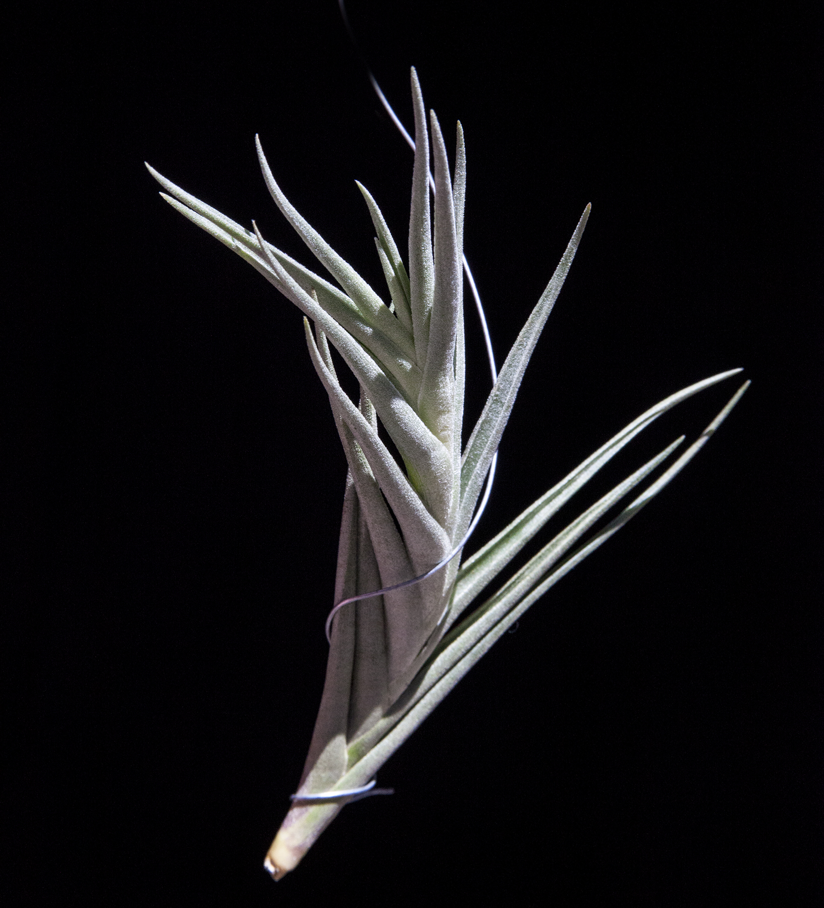 Tillandsia margarita honduras