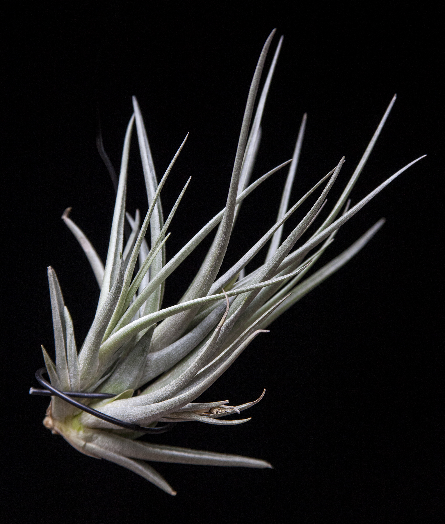Tillandsia Mystic Trumpet - (T. albertiana x T. xiphioides) hybrid