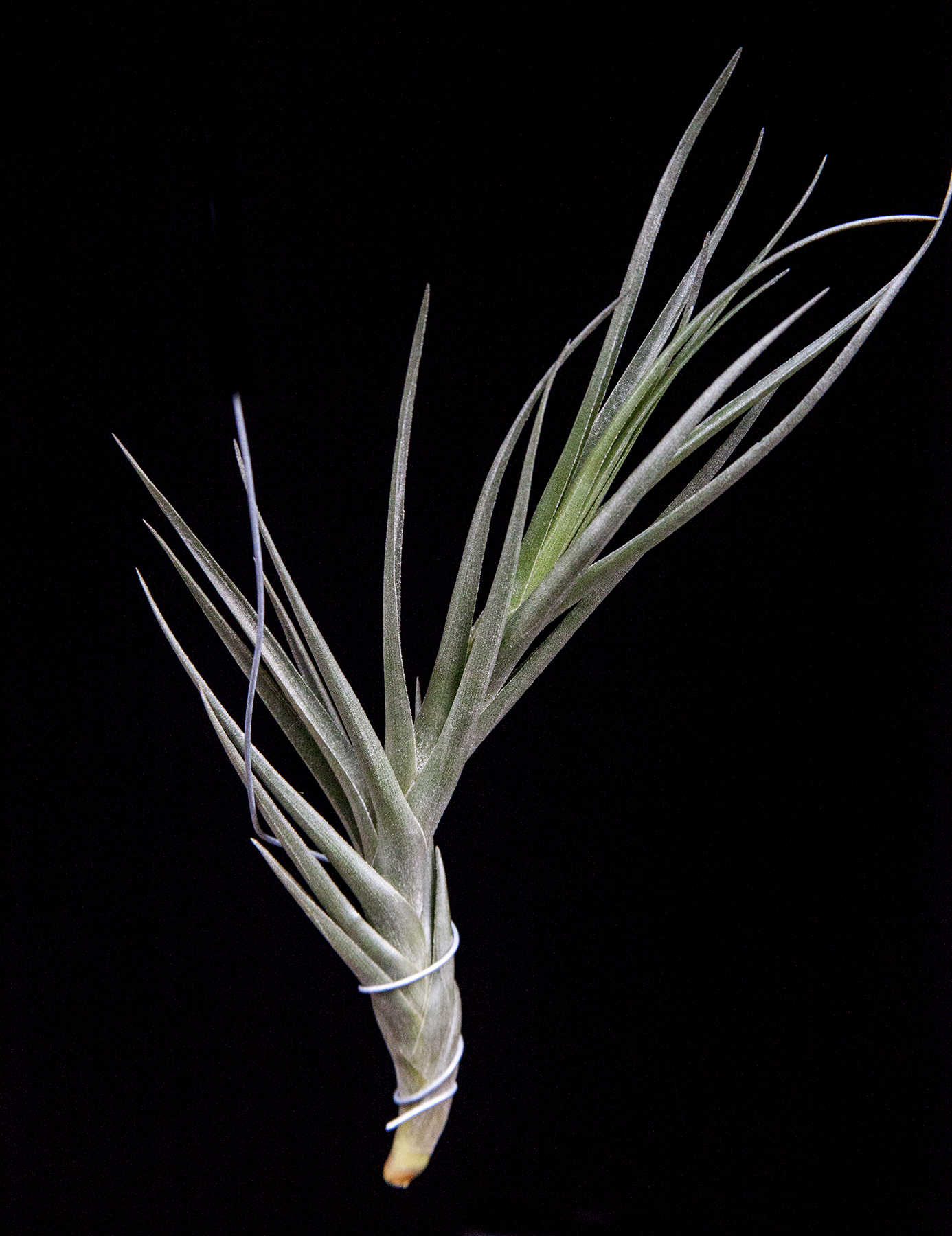 Tillandsia Mystic burgundy - T. muhriae X T. albertiana