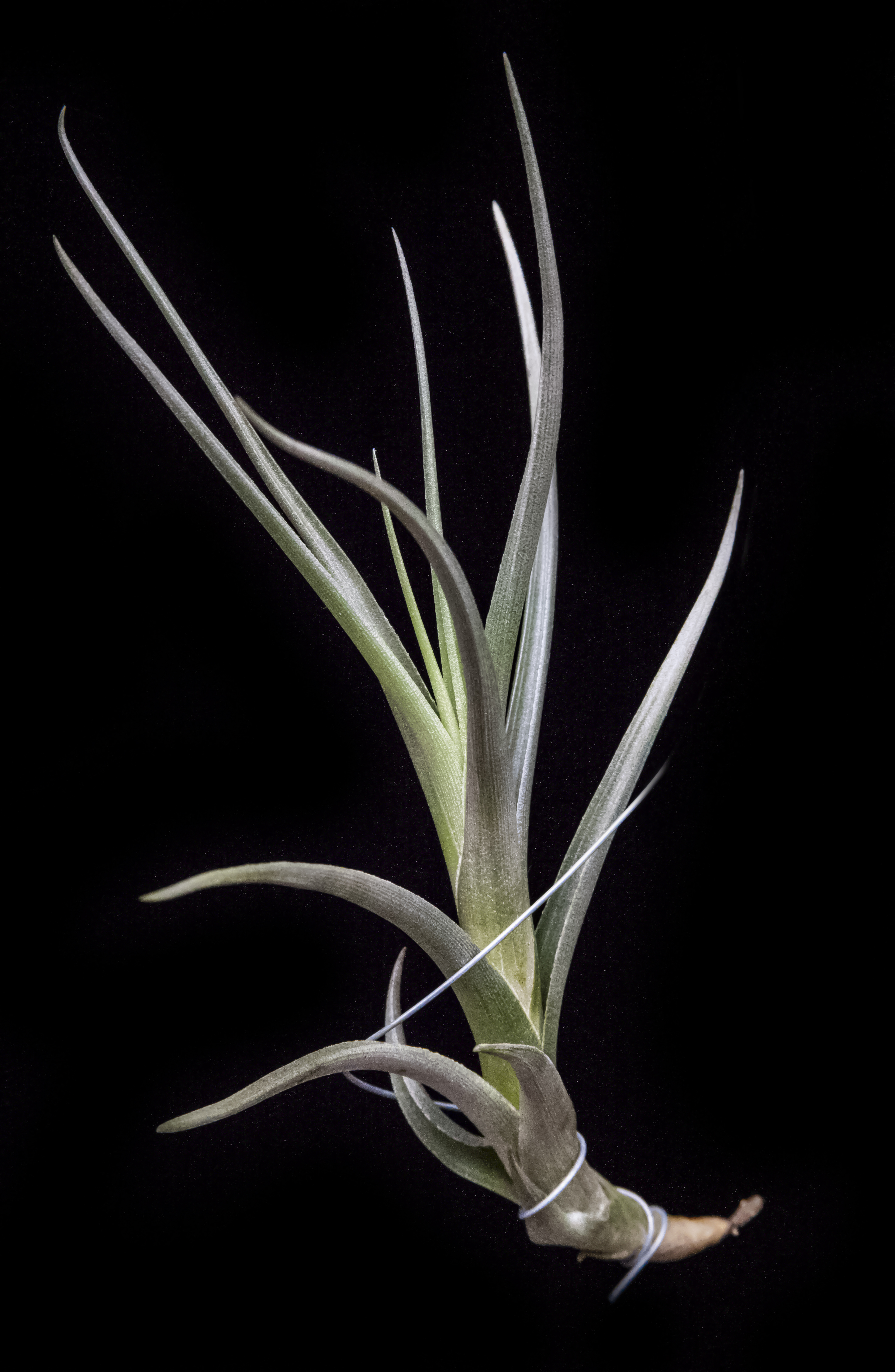 Tillandsia Mystic rainbow