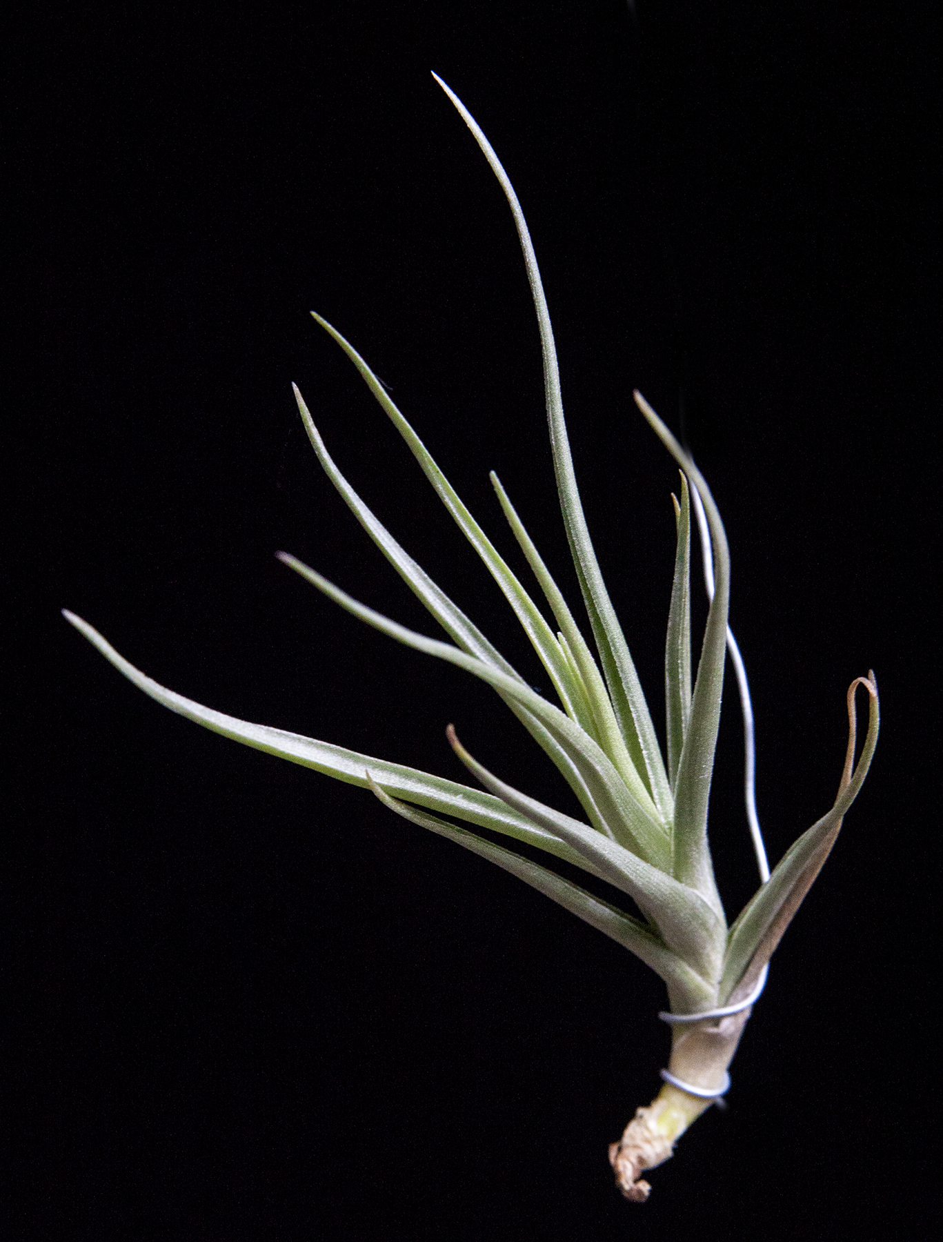 Tillandsia Mystic Twins - T. albertiana X T. geminiflora