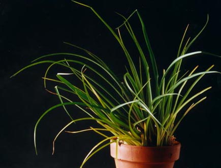 Tillandsia Emile