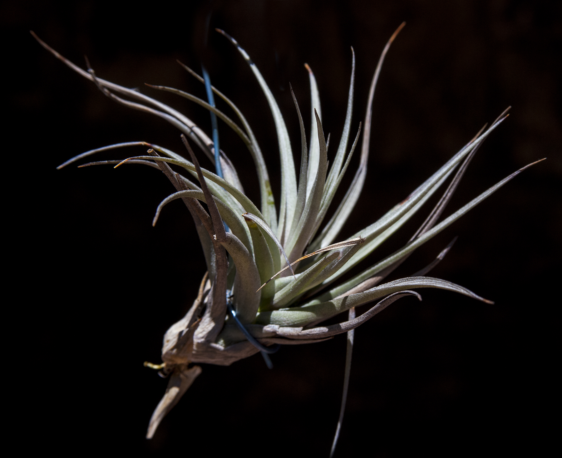 Tillandsia Nez Messo
