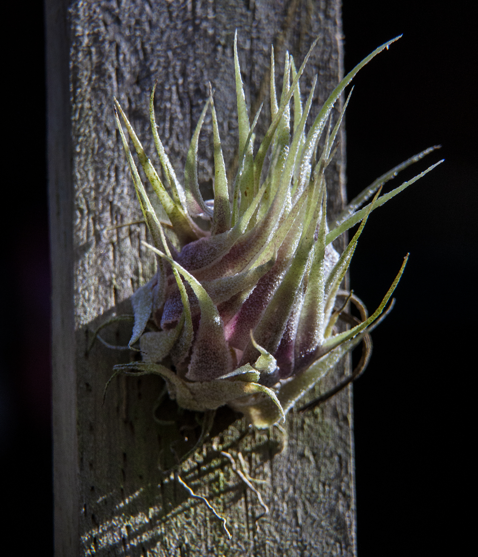 Tillandsia ormsby
