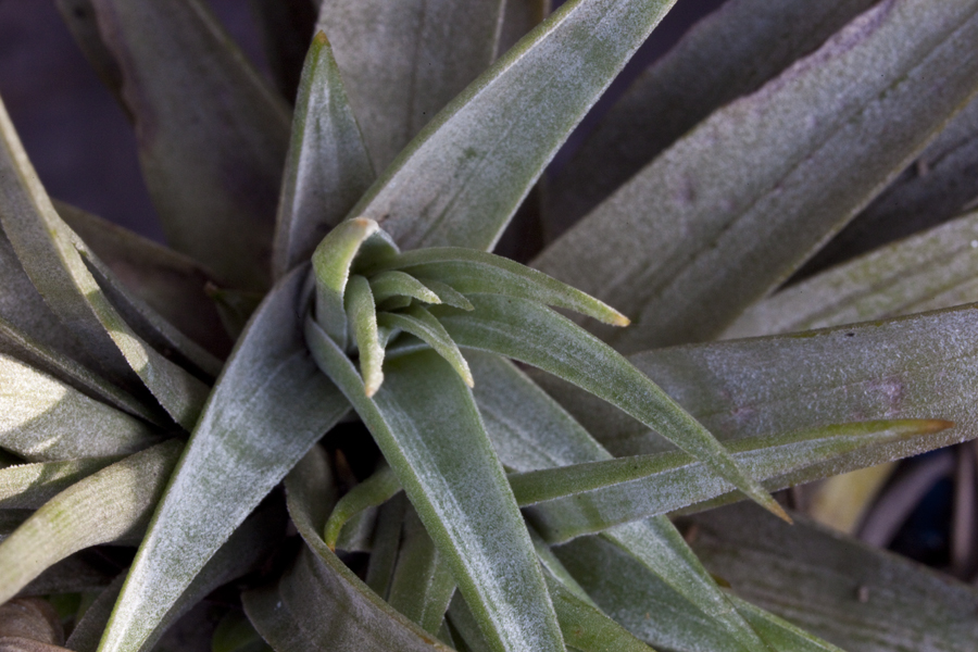 detail od Tillandsia Osters Hybrid, Lloyd Godman