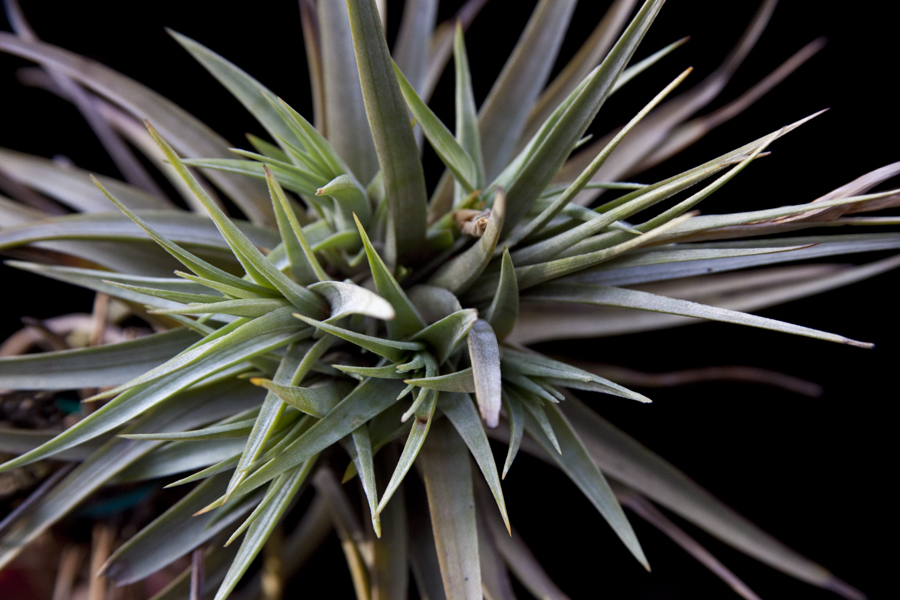 Tillandsia Osters Hybrid, Lloyd Godman