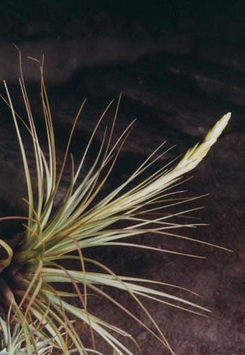 Tillandsia Punctulata 