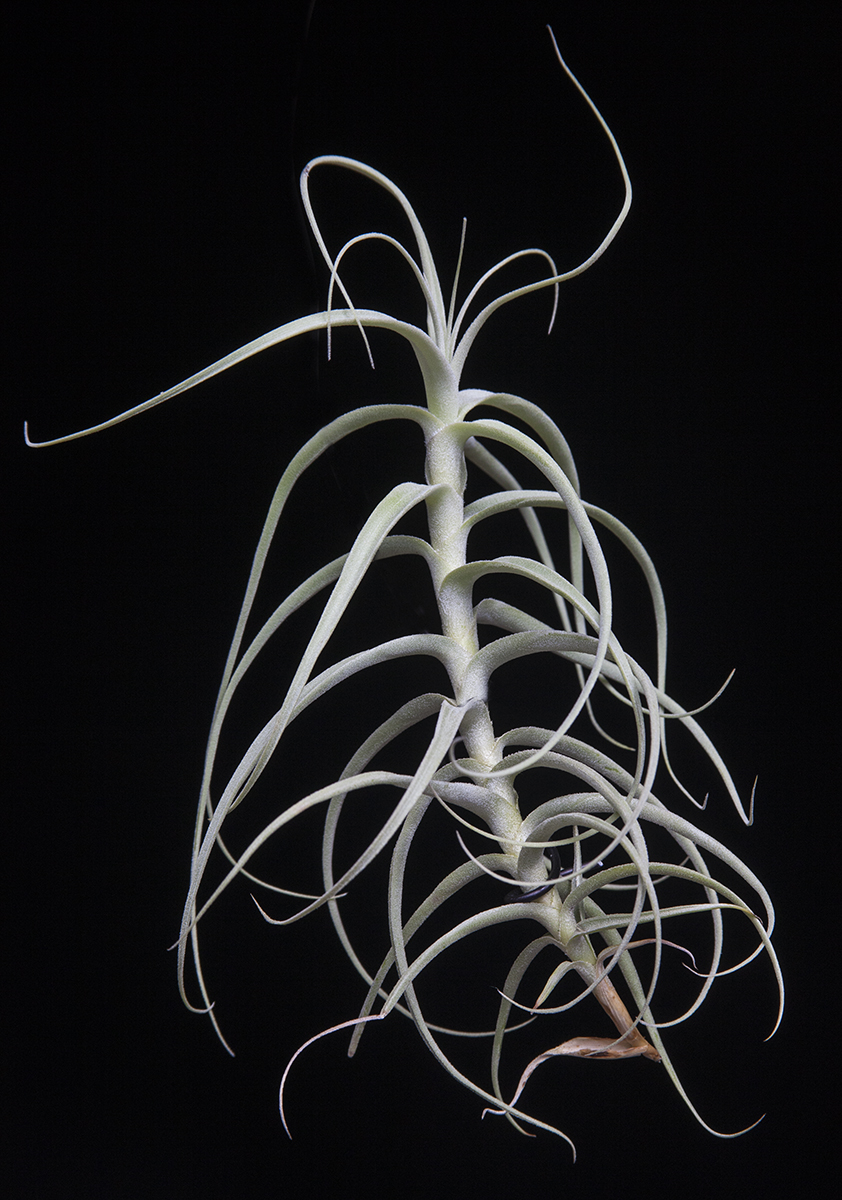 Tillandsia paleacea X tectorum