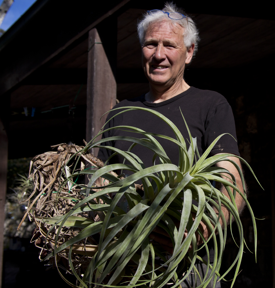 Tillandsia roseiflora, Lloyd Godman