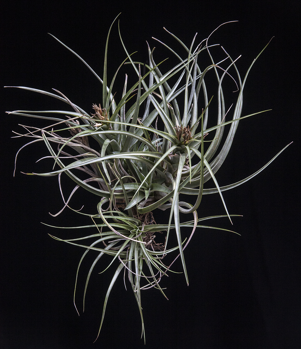 Tillandsia Sparkler. T brachycaulos x T concolor