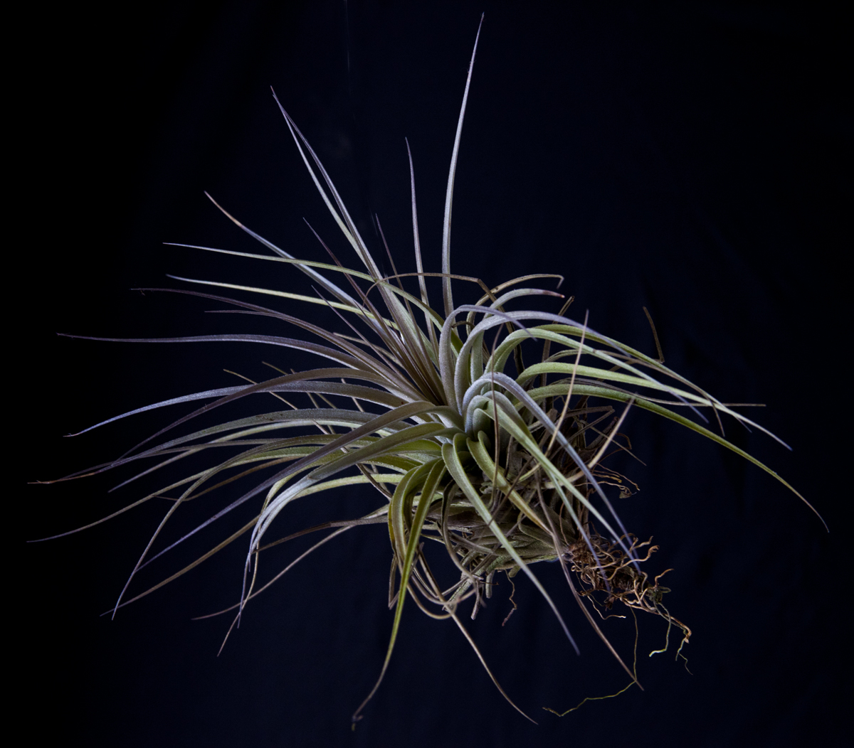 Tillandsia Stricta x Ixiodes, Lloyd Godman