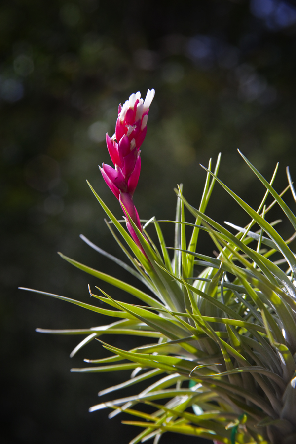Tillandsia tenuifolia 