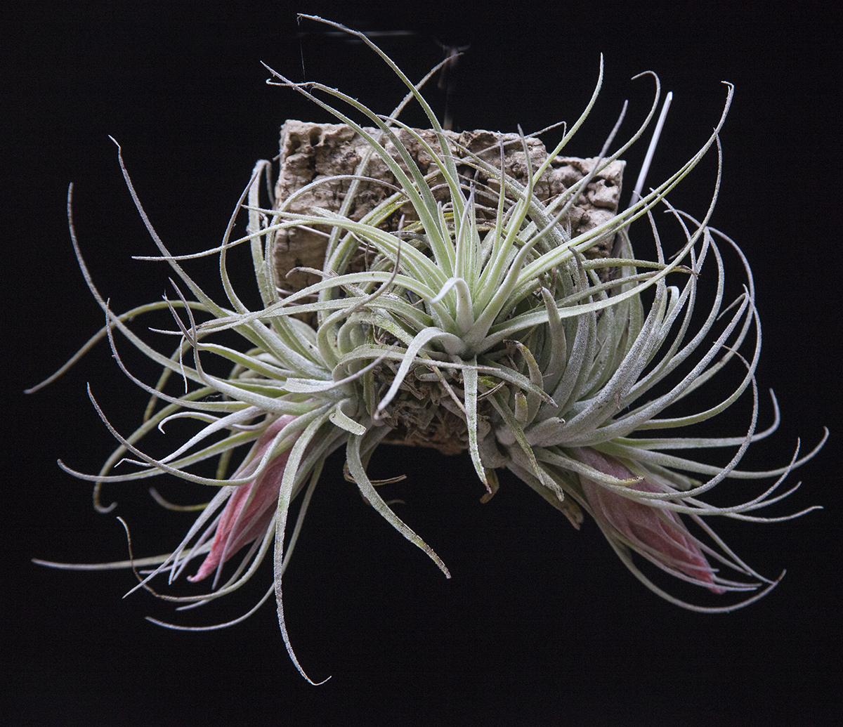 Tillandsia oaxacana with flower spike