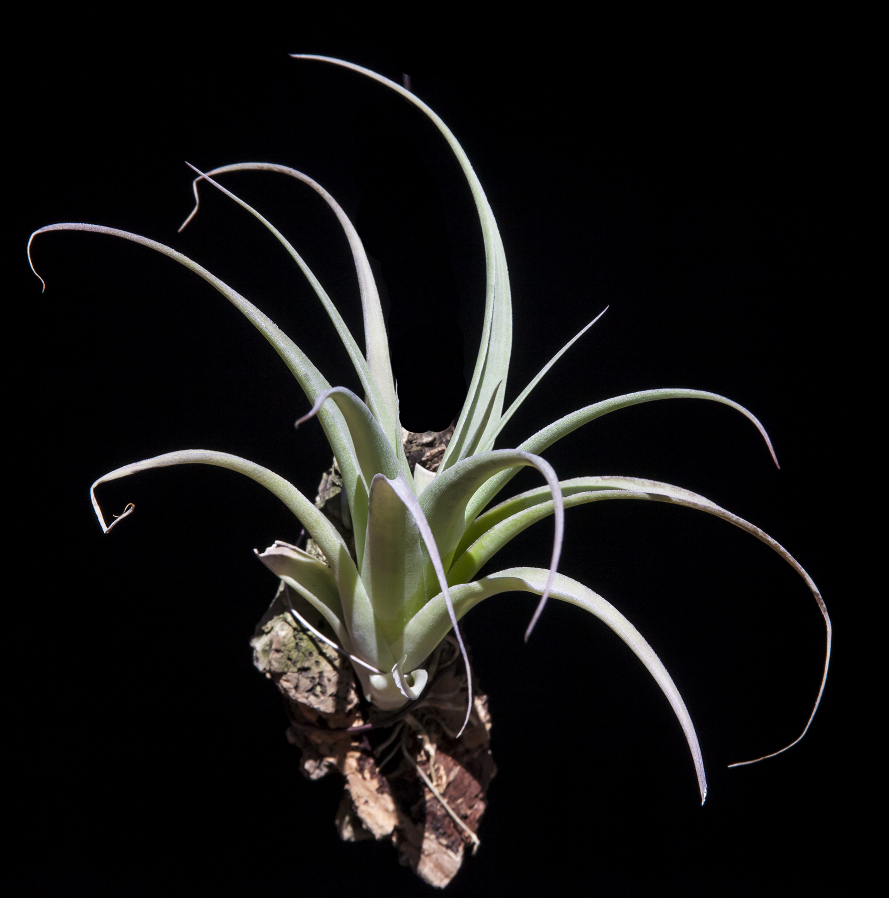 Tillandsia achyrostachys