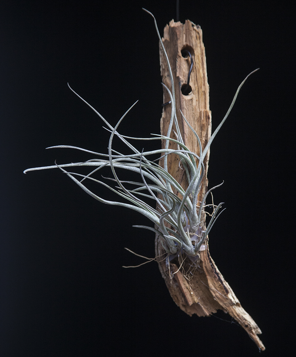 tillandsia baileyi x usneoides