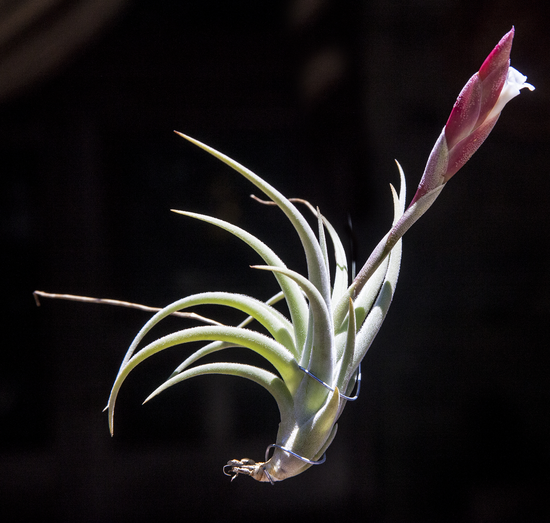 Tillandsia bermejoensis