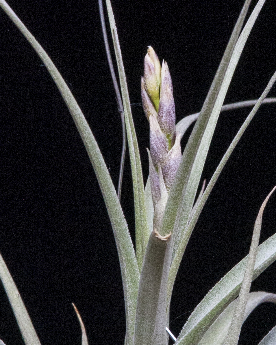 Tillandsia boliviana