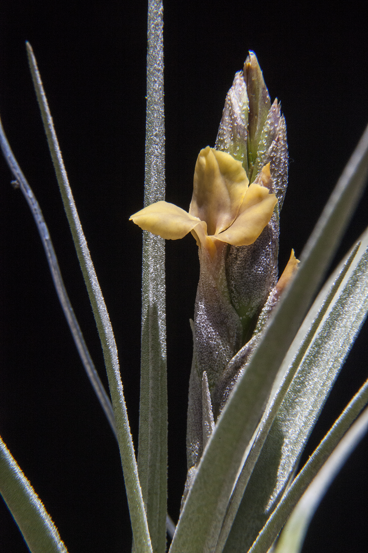 Tillandsia boliviana in flower