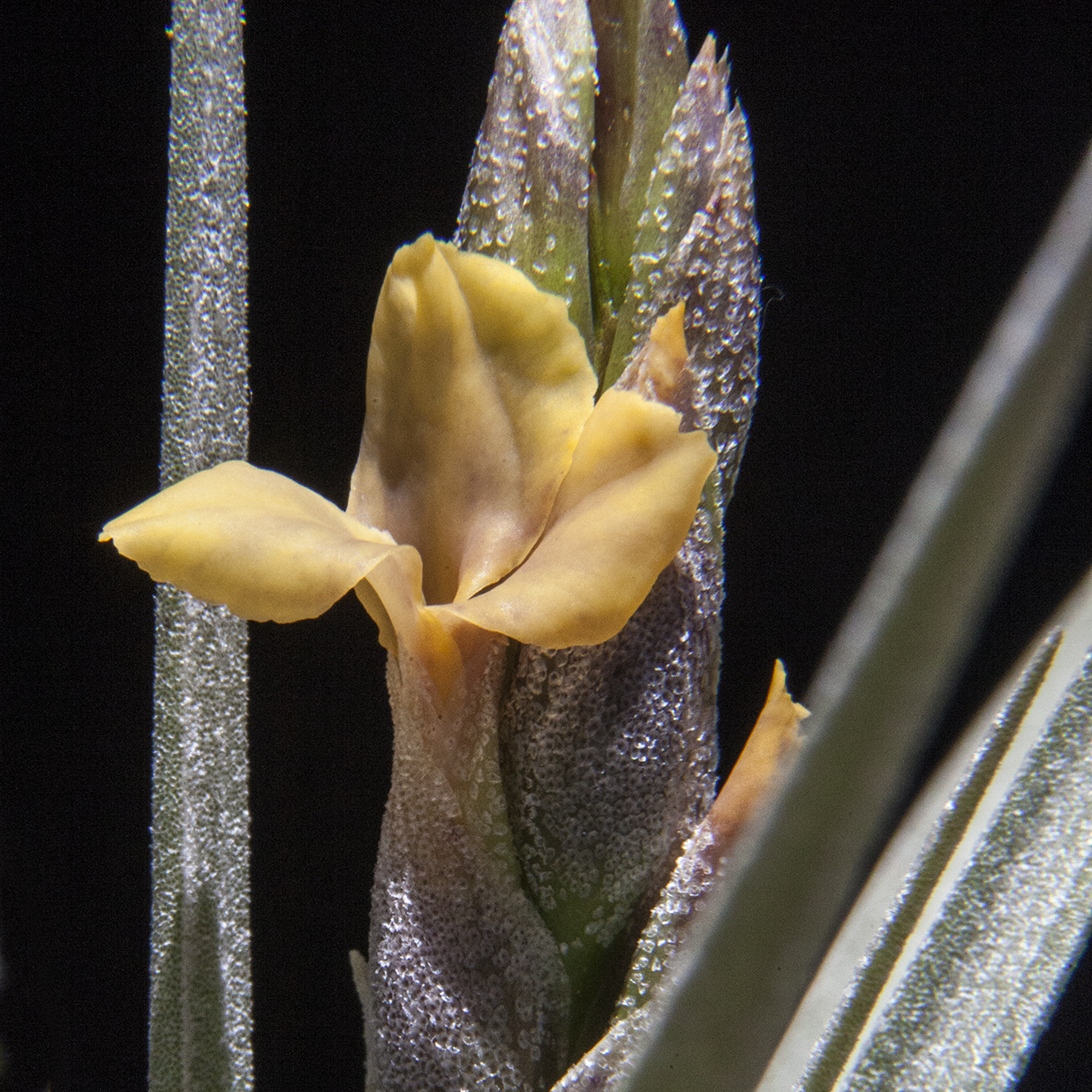 Tillandsia boliviana