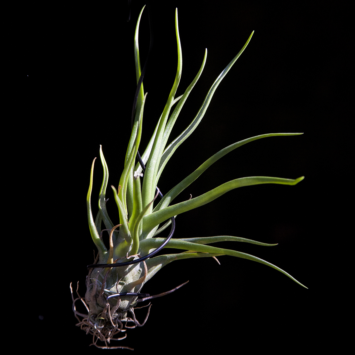 Tillandsia bulbosa x streptophylla