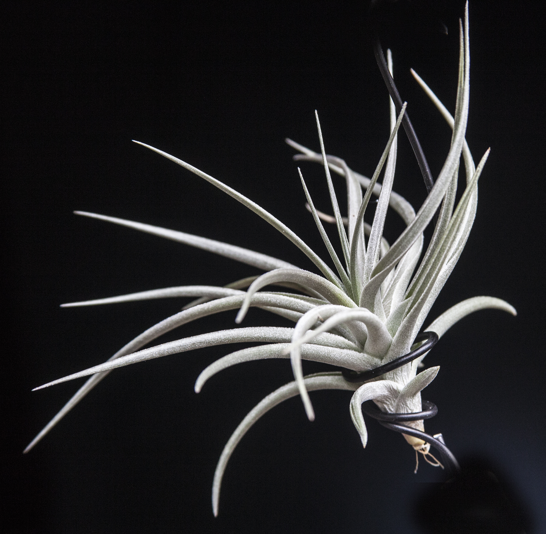 Tillandsia comparapaensis