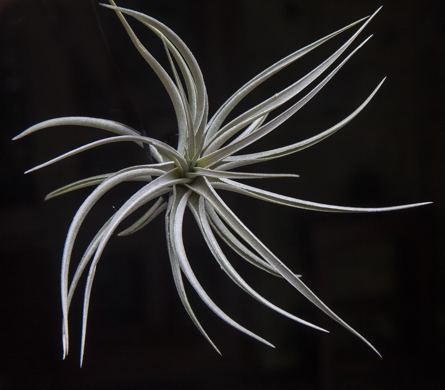 Tillandsia comparapaensis