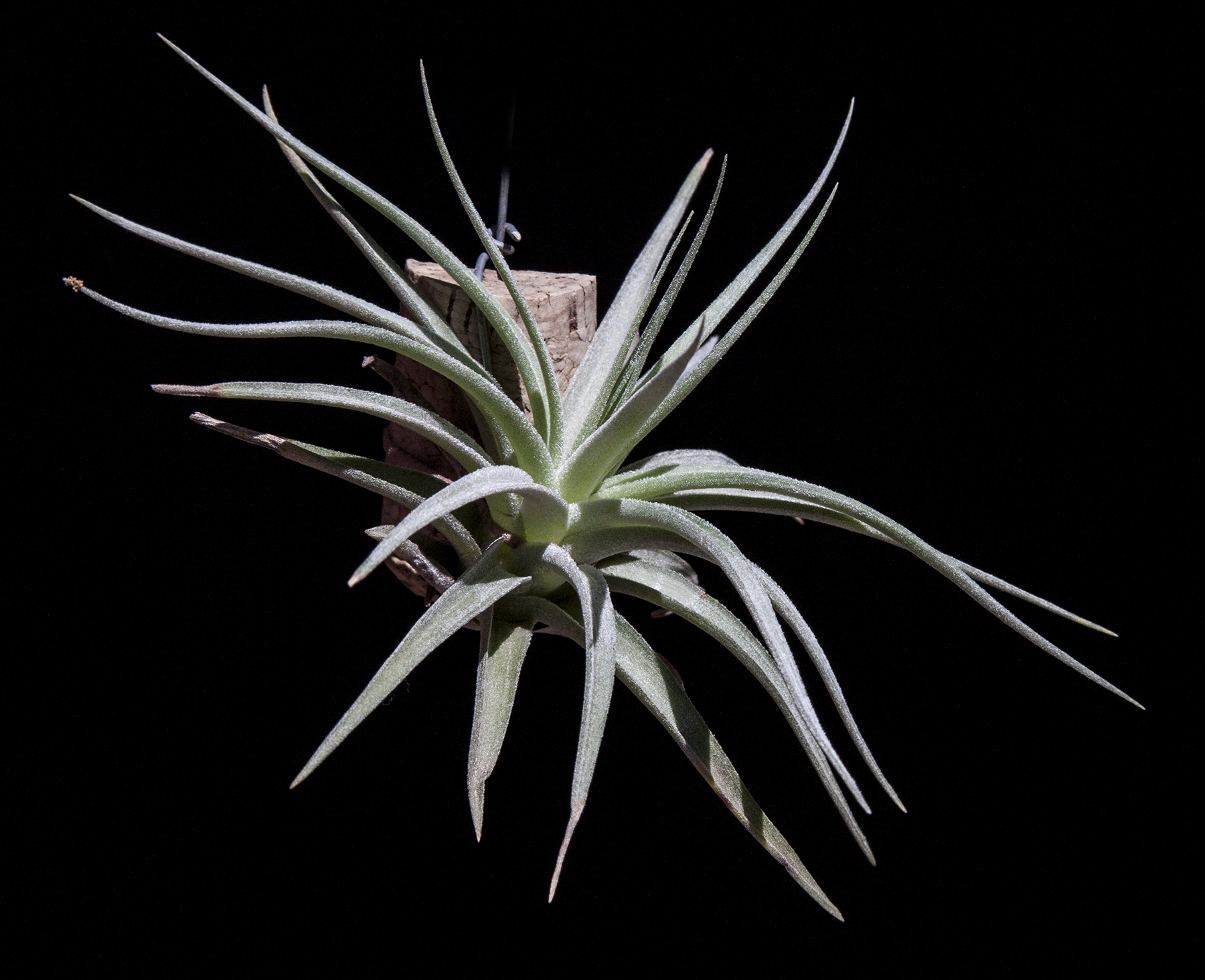 Tillandsia didistachia