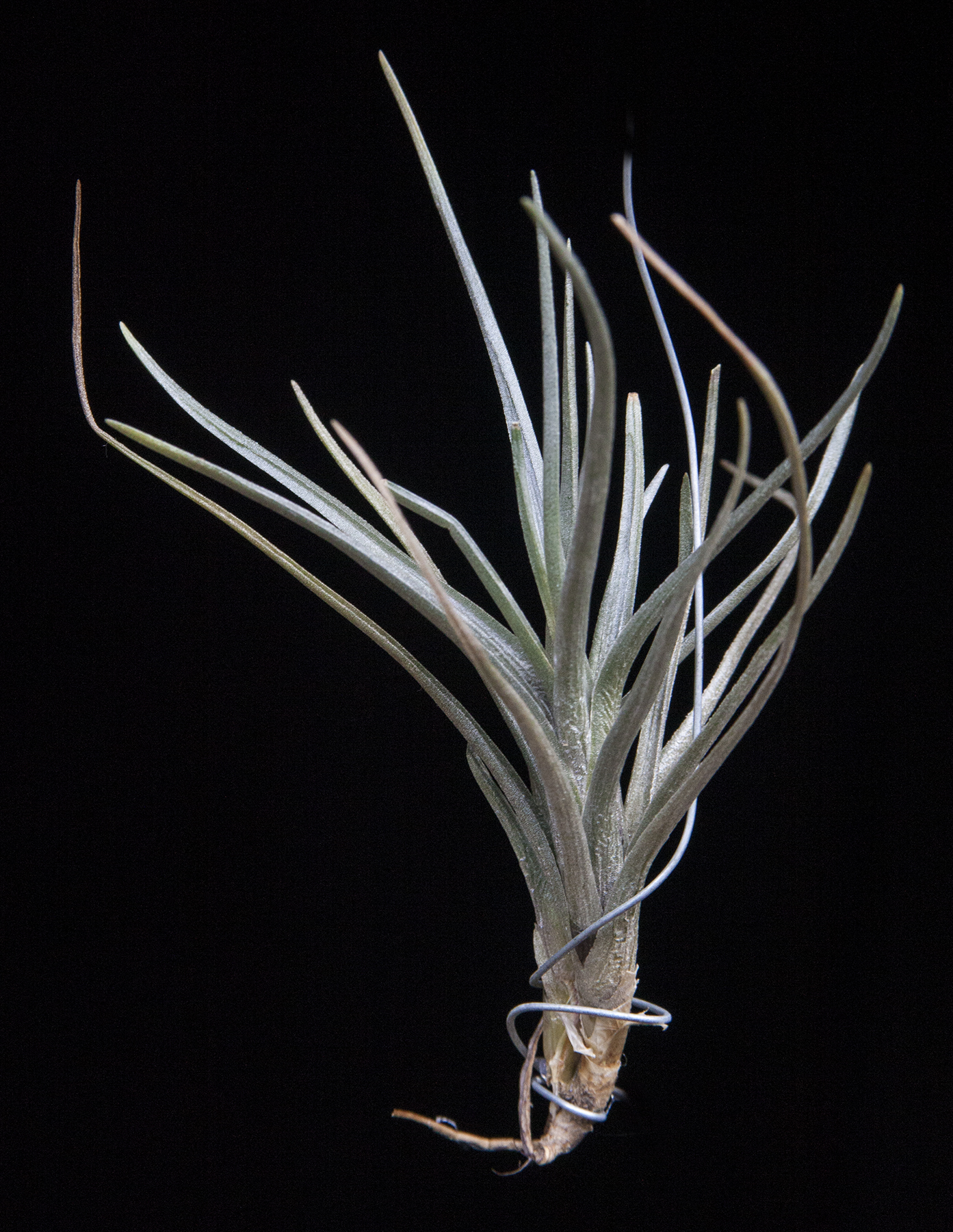Tillandsia dorotheae
