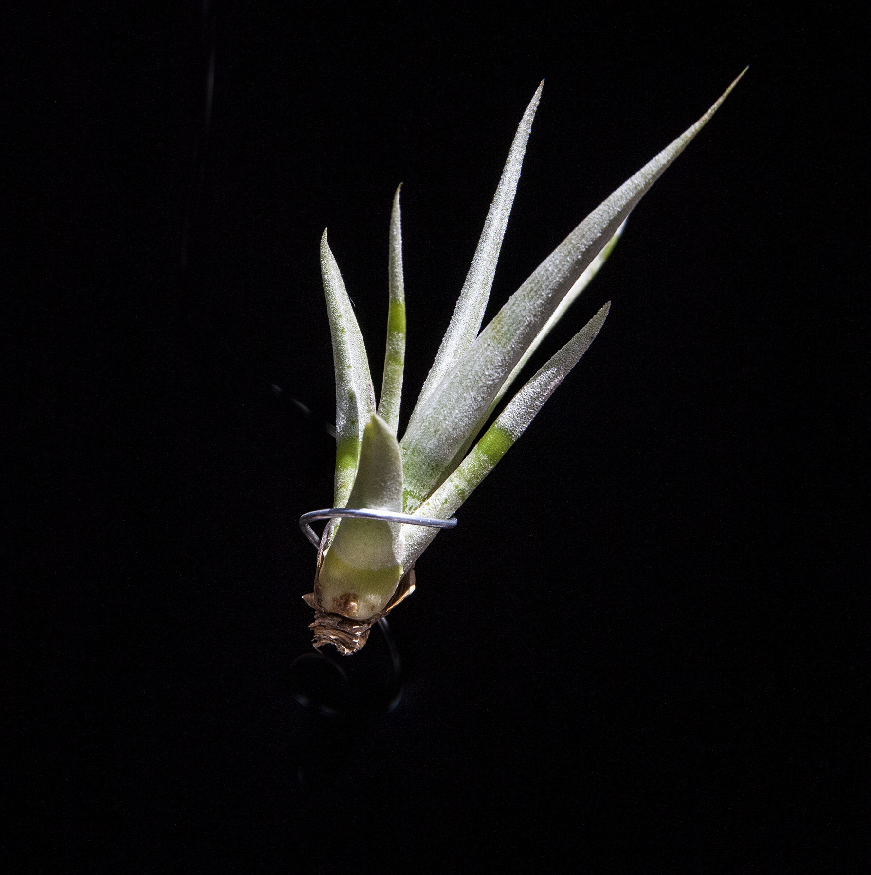 Tillandsia elizabethae