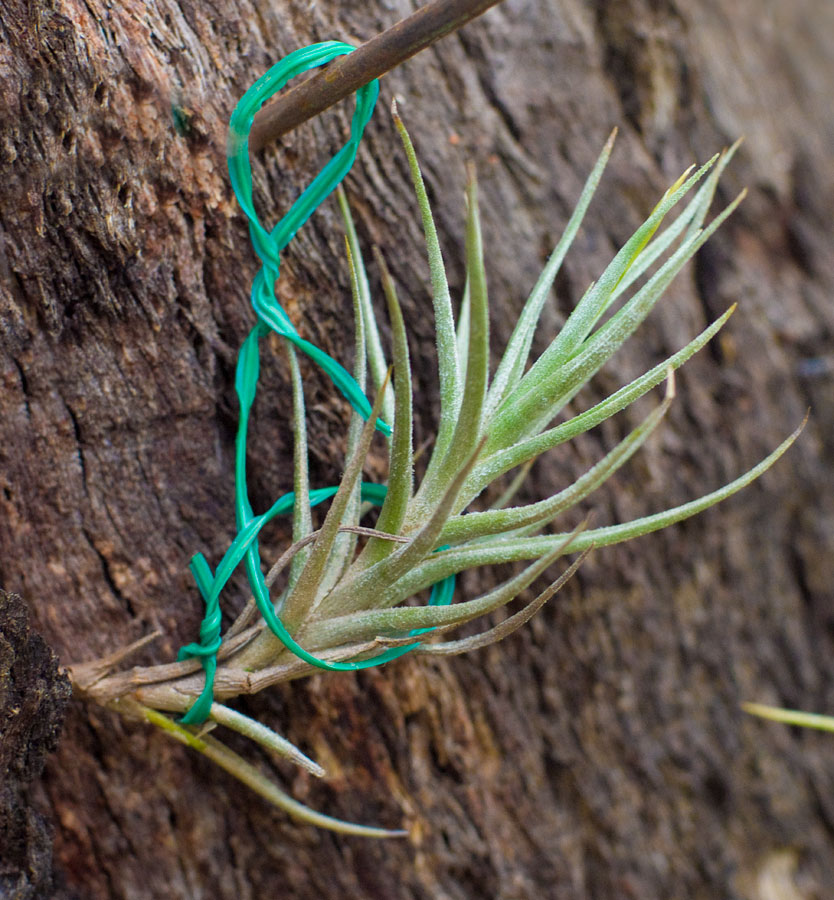 Tillandsia erecta, Lloyd Godman