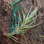 Tillandsia Erecta