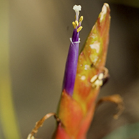Tillandsia Fusciculata 
