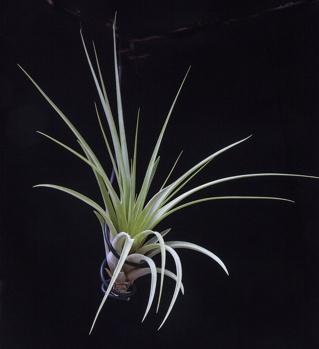 Tillandsia fasciculata Estie
