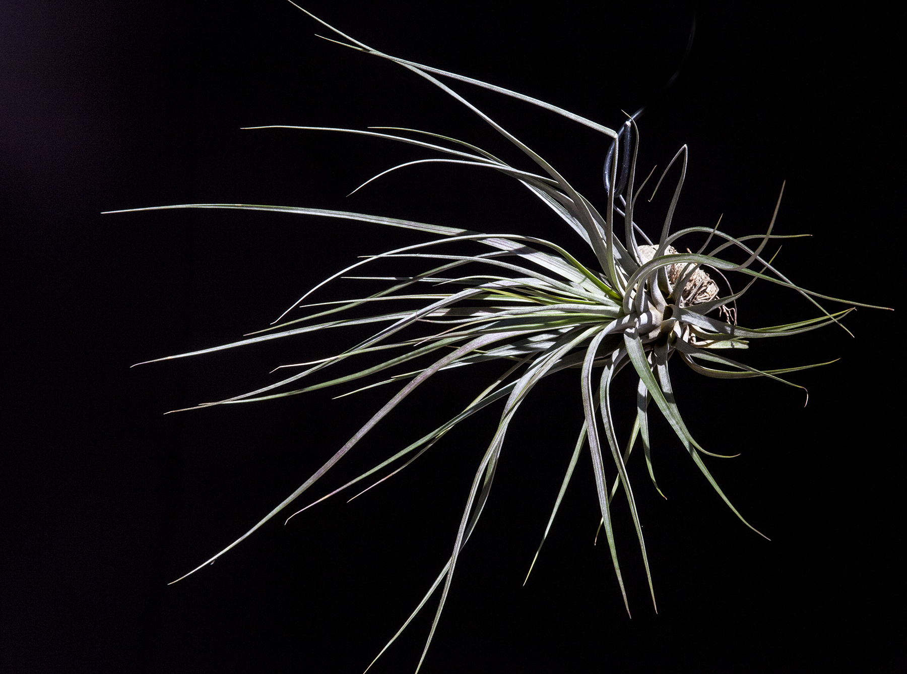 Tillandsia flavobracteata
