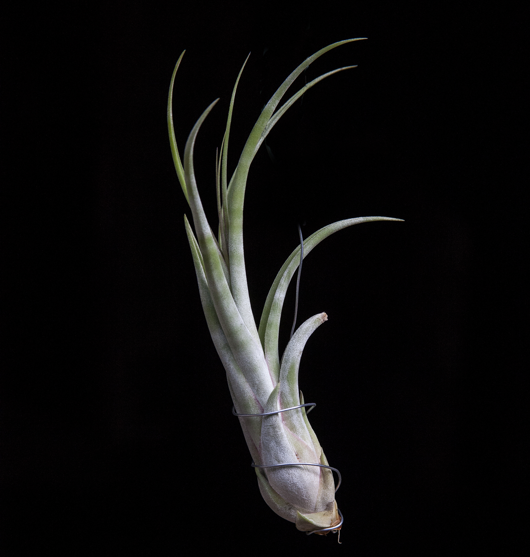 Tillandsia Gunalda - T. concolor X T. caput-medusae