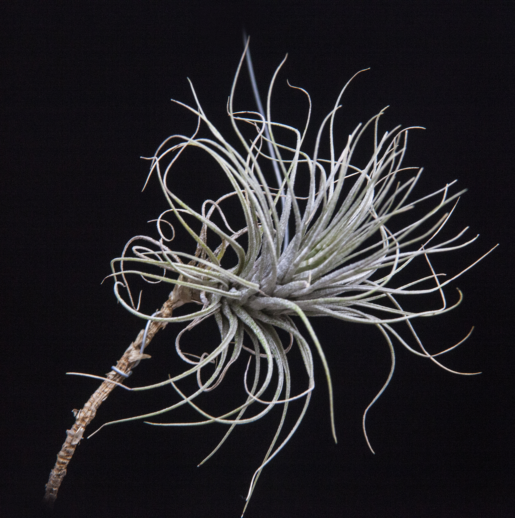 Tillandsia hetromorpha