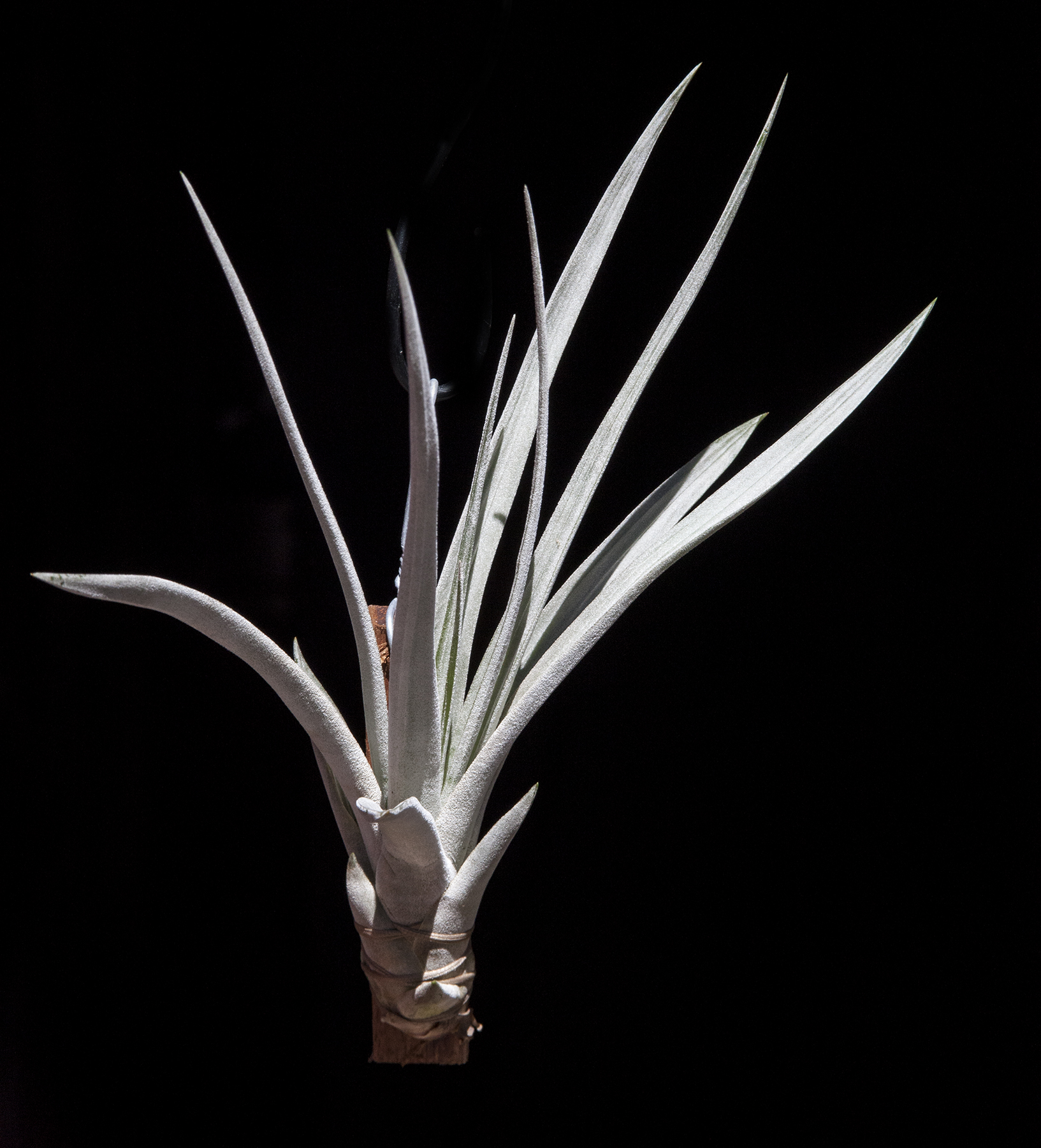 Tillandsia hondurensis