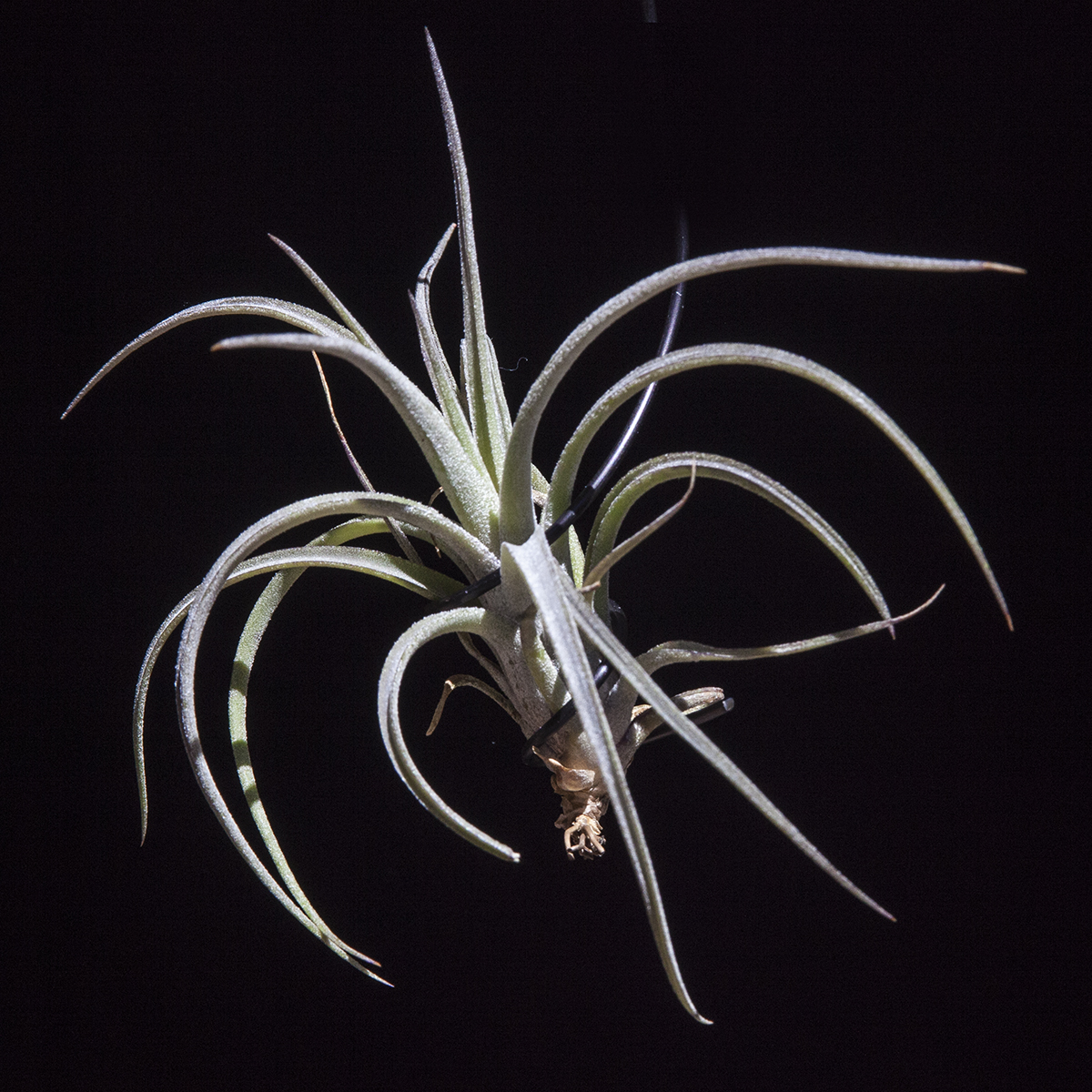 Tillandsia Humbug - ionantha X paucifolia