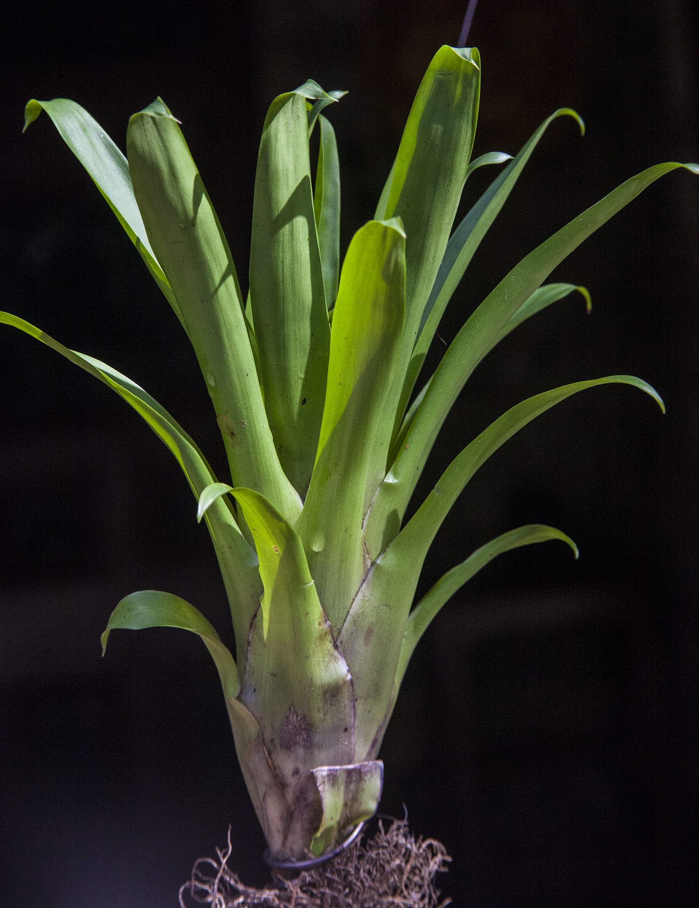 Tillandsia leiboldiana