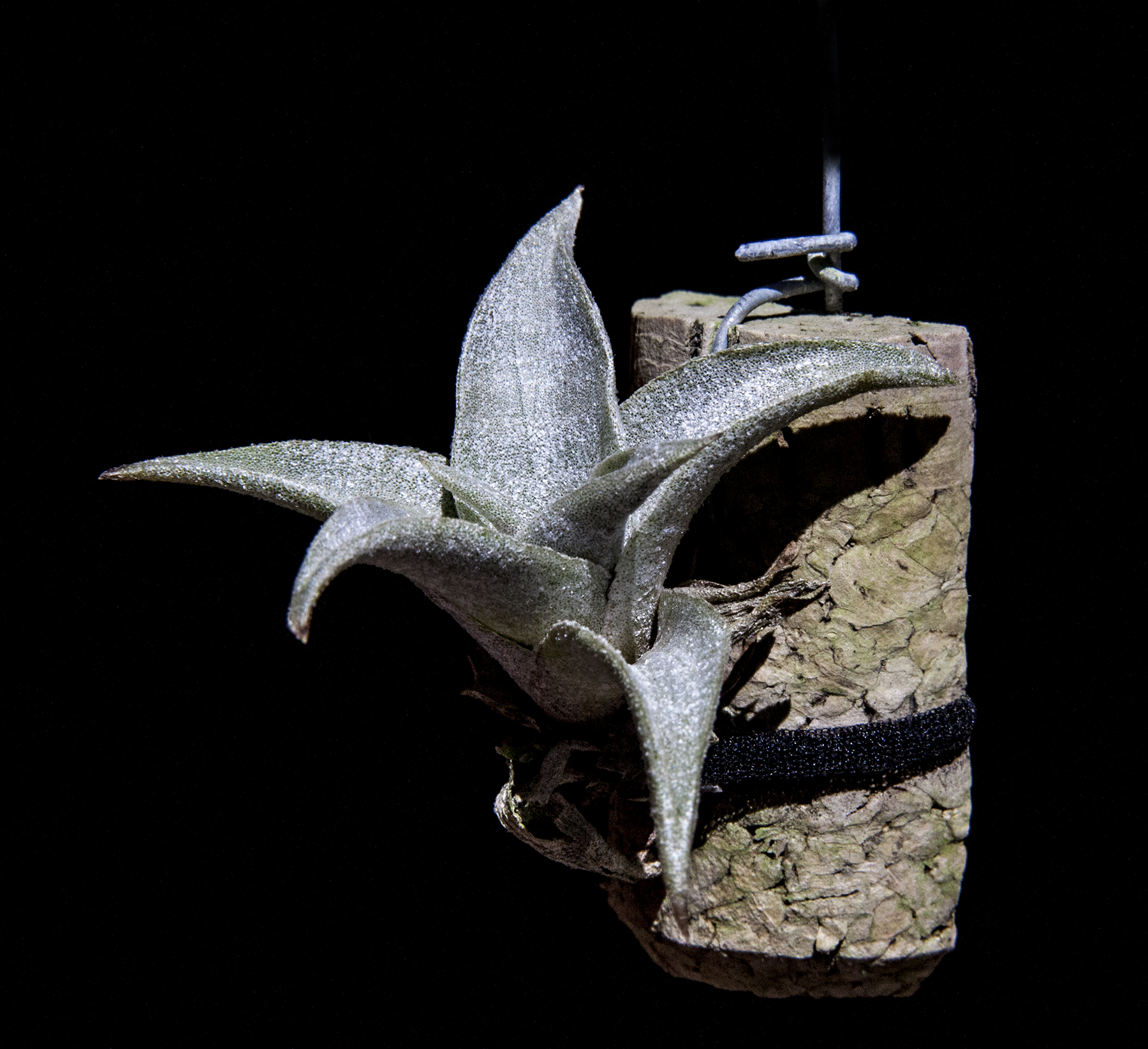 Tillandsia marnier lapostolle