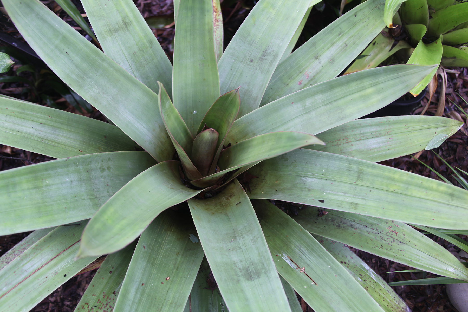 Tillandsia marnier lapostolle