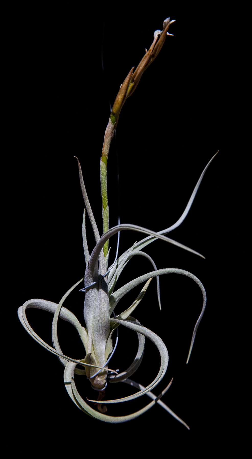 Tillandsia micans